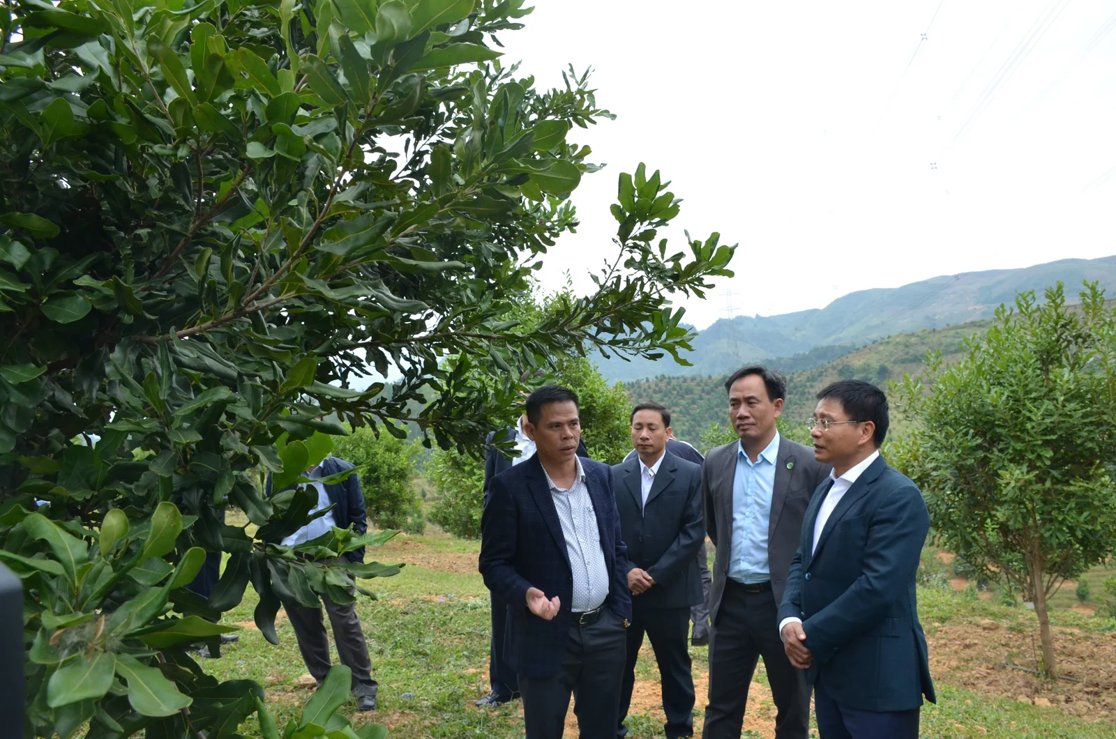 Chuyến thăm thực địa tại vùng trồng mắc ca · Ảnh do Mandavie cung cấp