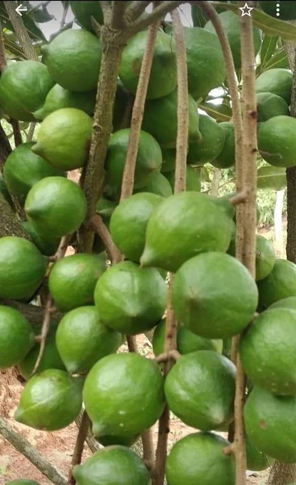 Quả mắc ca · Ảnh do Mandavie cung cấp