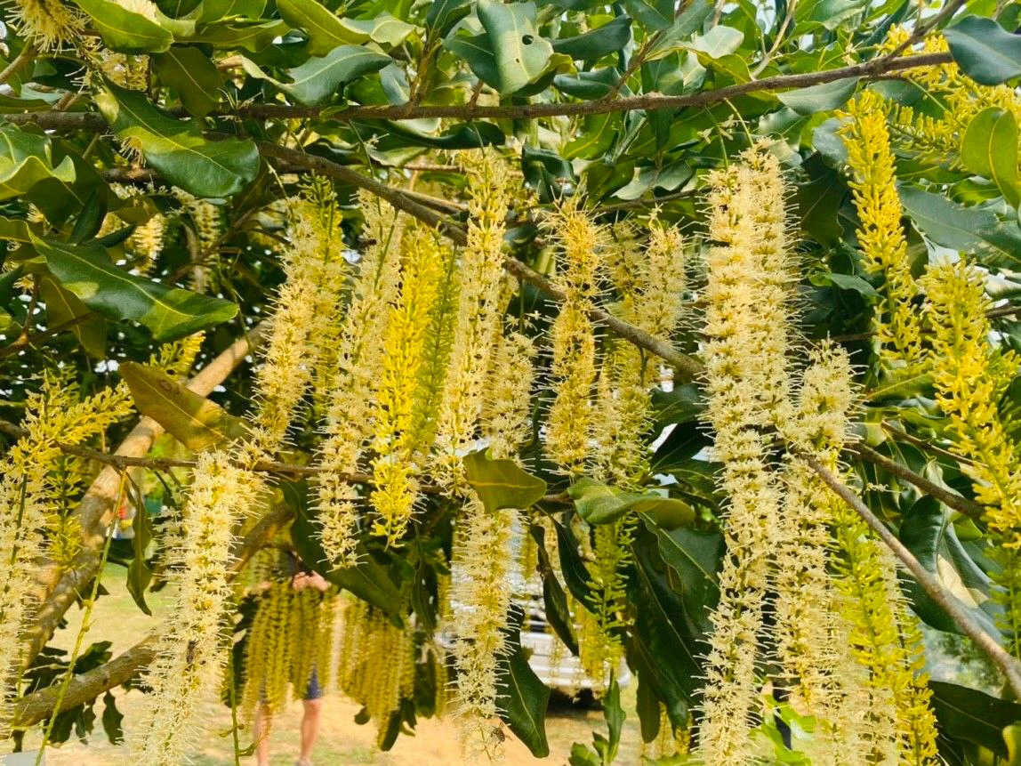 Hoa mắc ca · Ảnh do Mandavie cung cấp