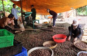 Macadamia industry has great potential to grow in VN